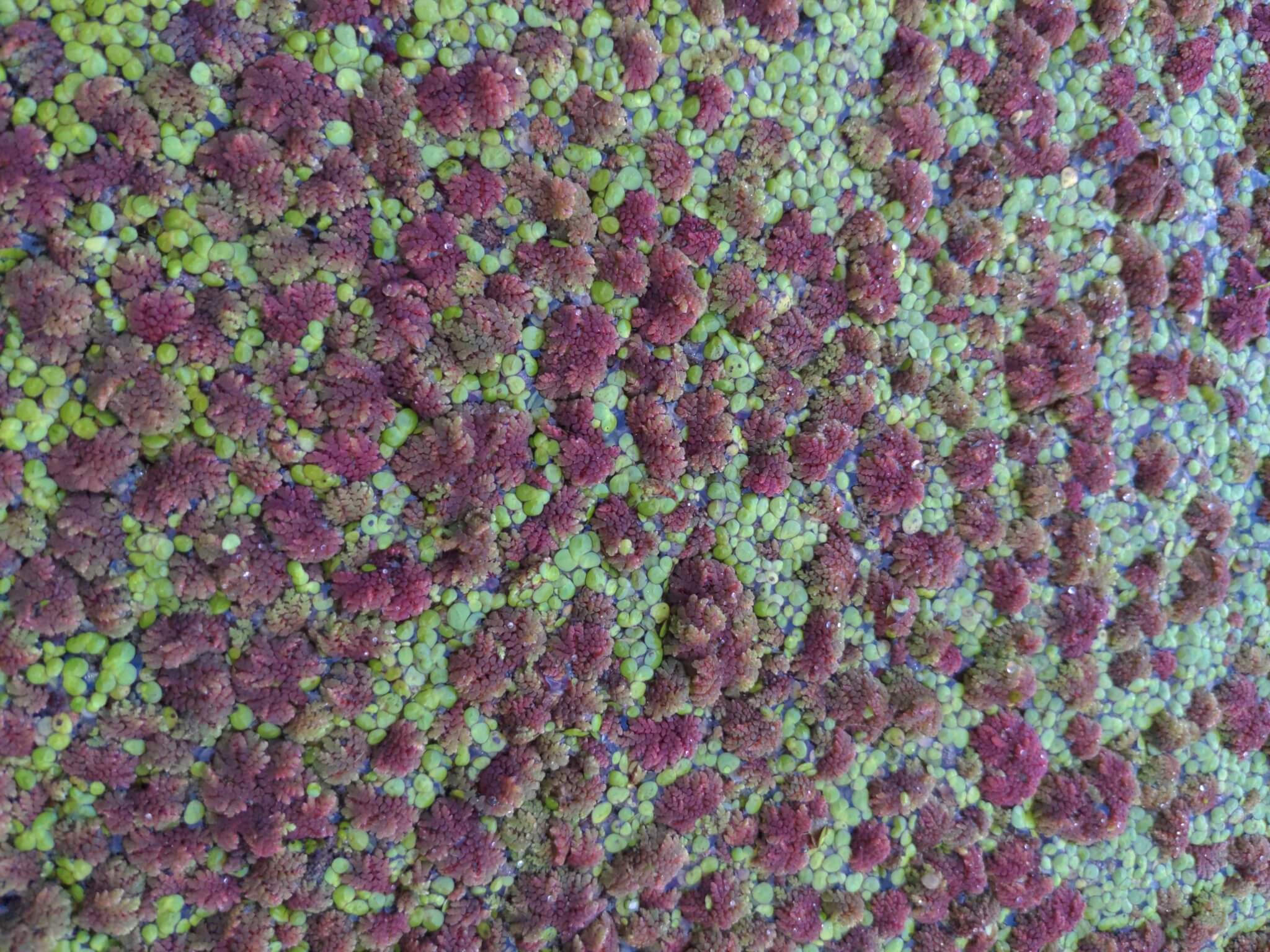 Azolla microphylla